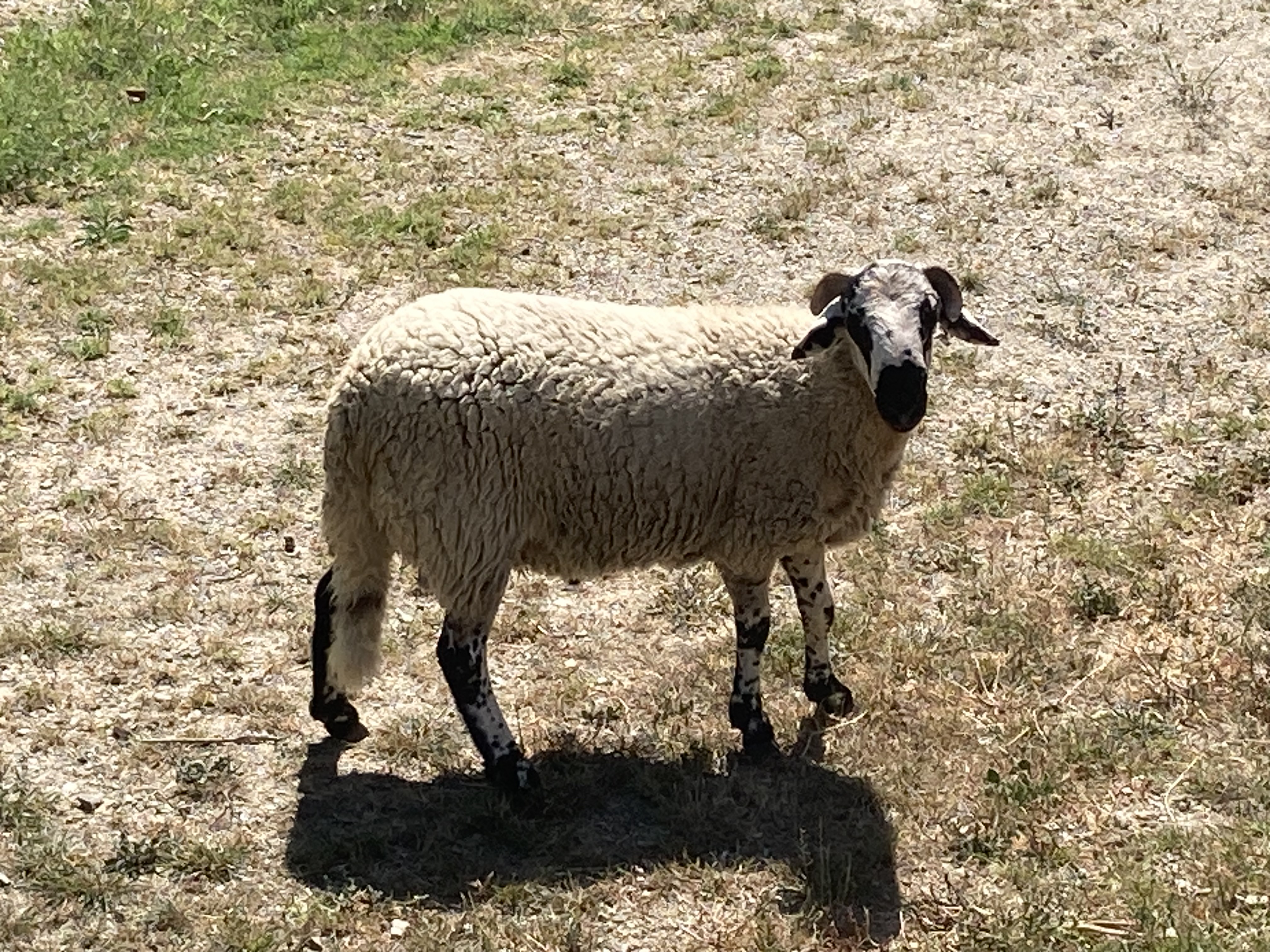 Tiere auf dem Gut 1