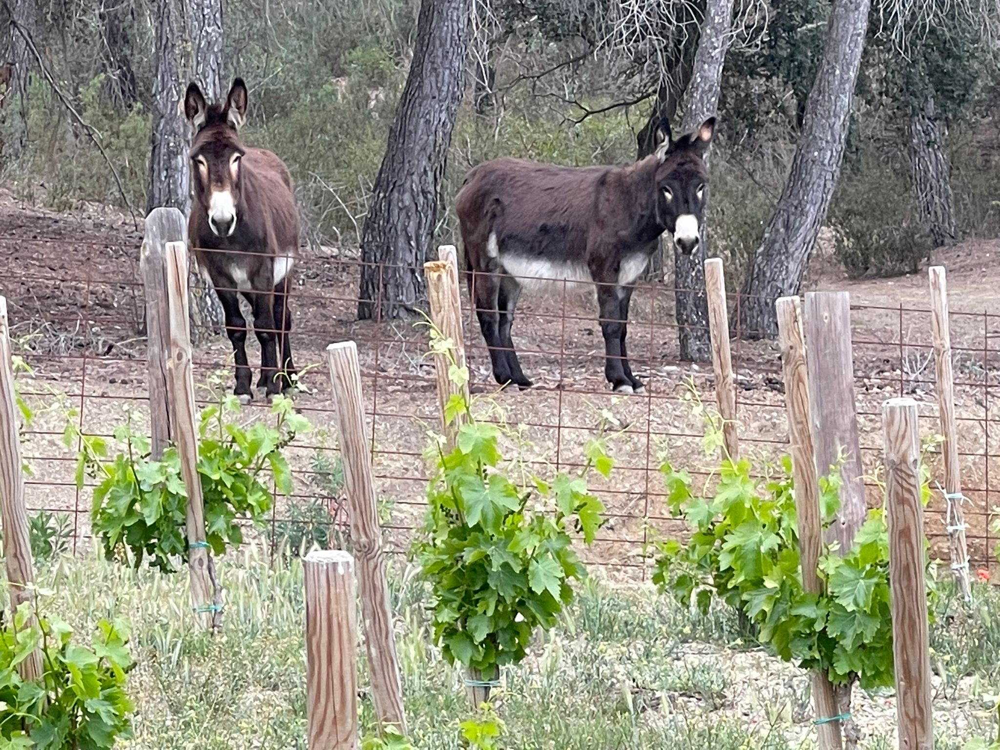 Tiere auf dem Gut 2