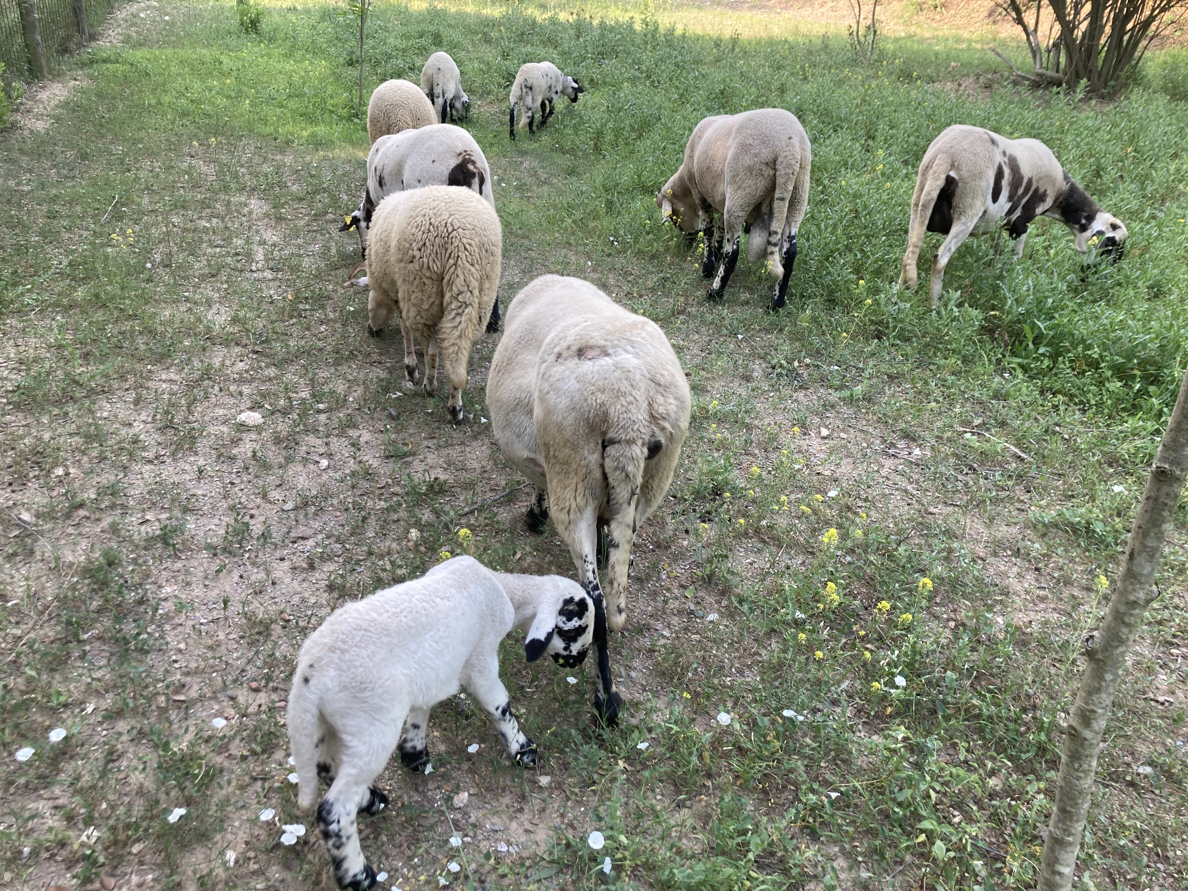 Tiere auf dem Gut 3