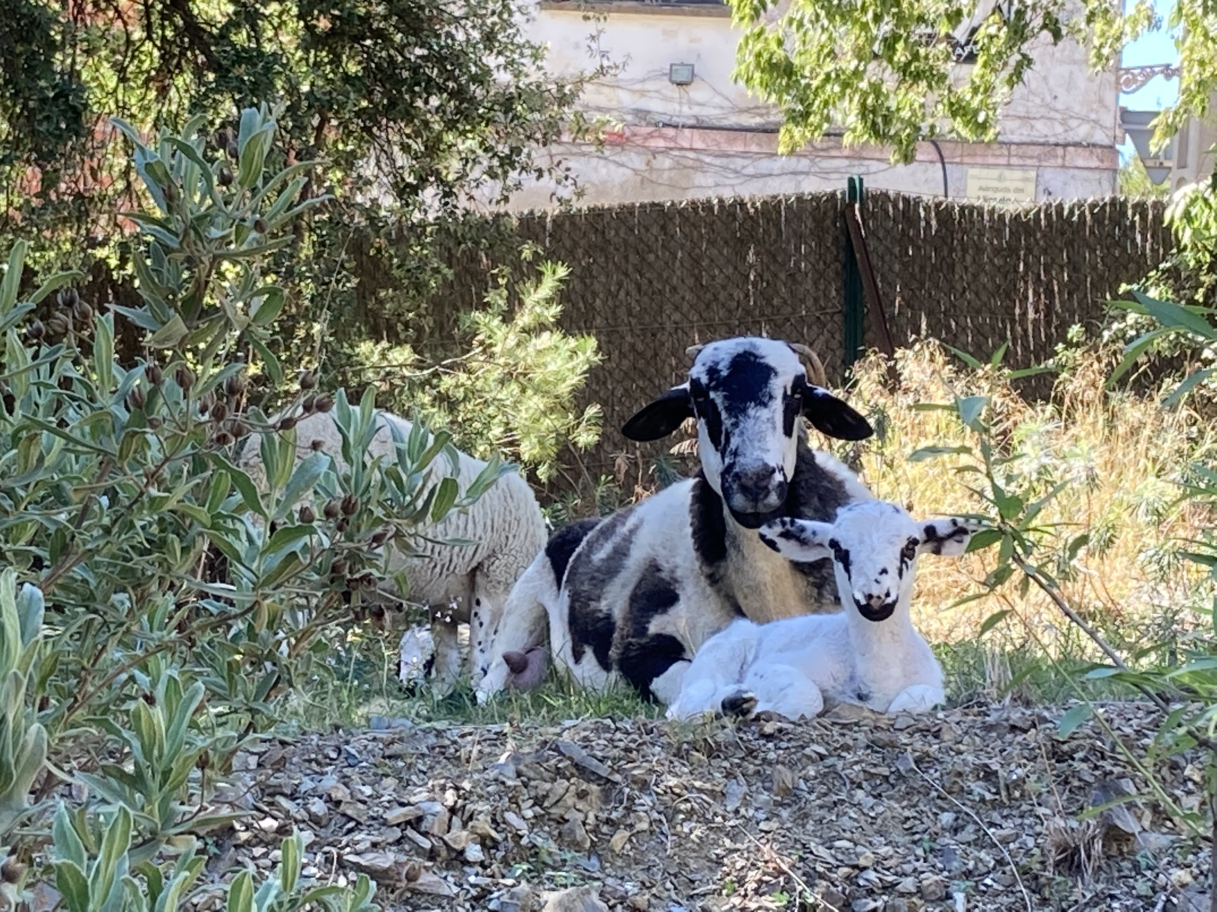 Tiere auf dem Gut 5