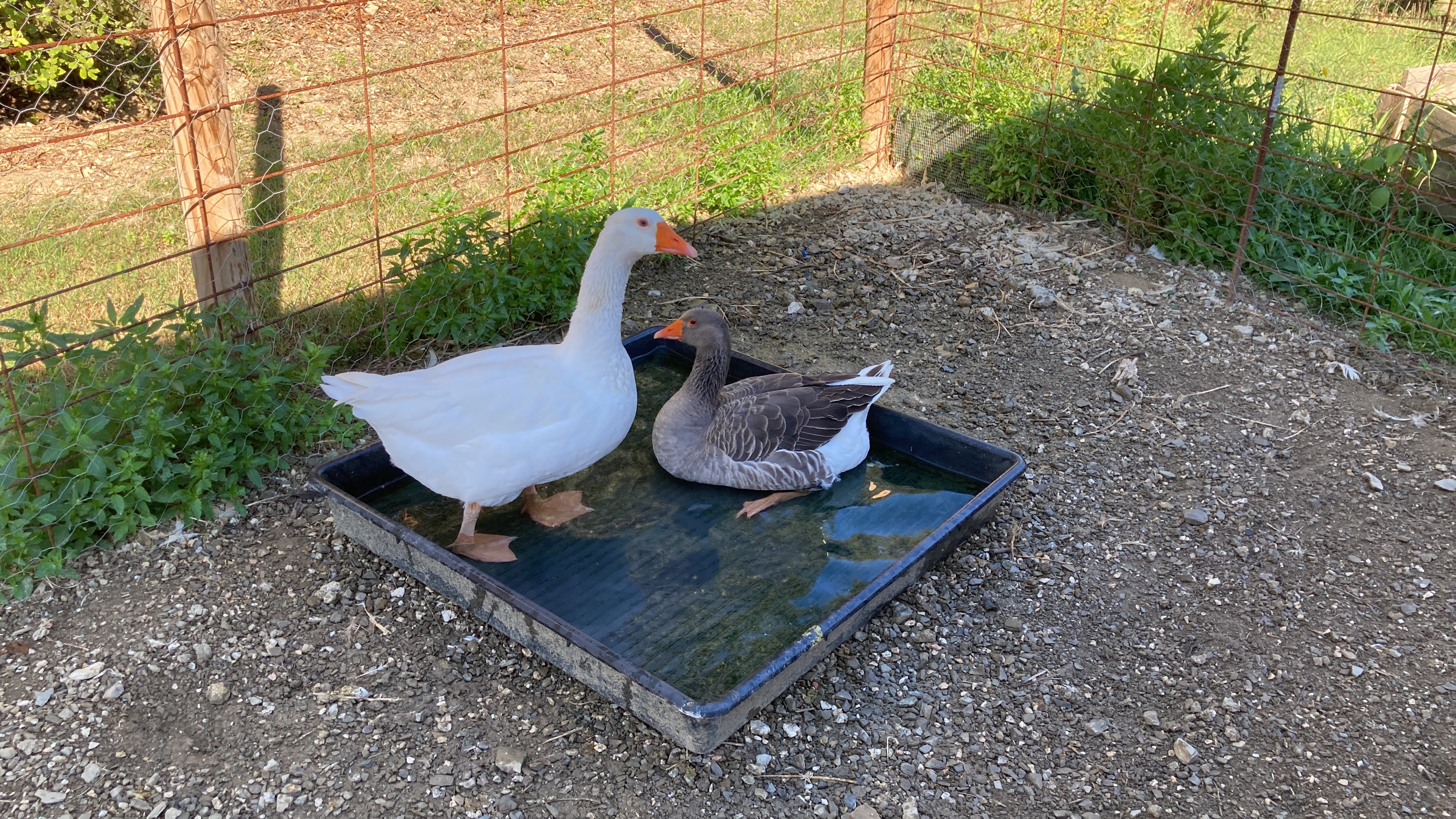 Tiere auf dem Gut 6