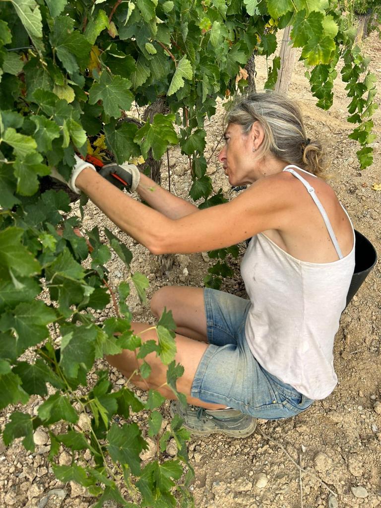 Celler 6