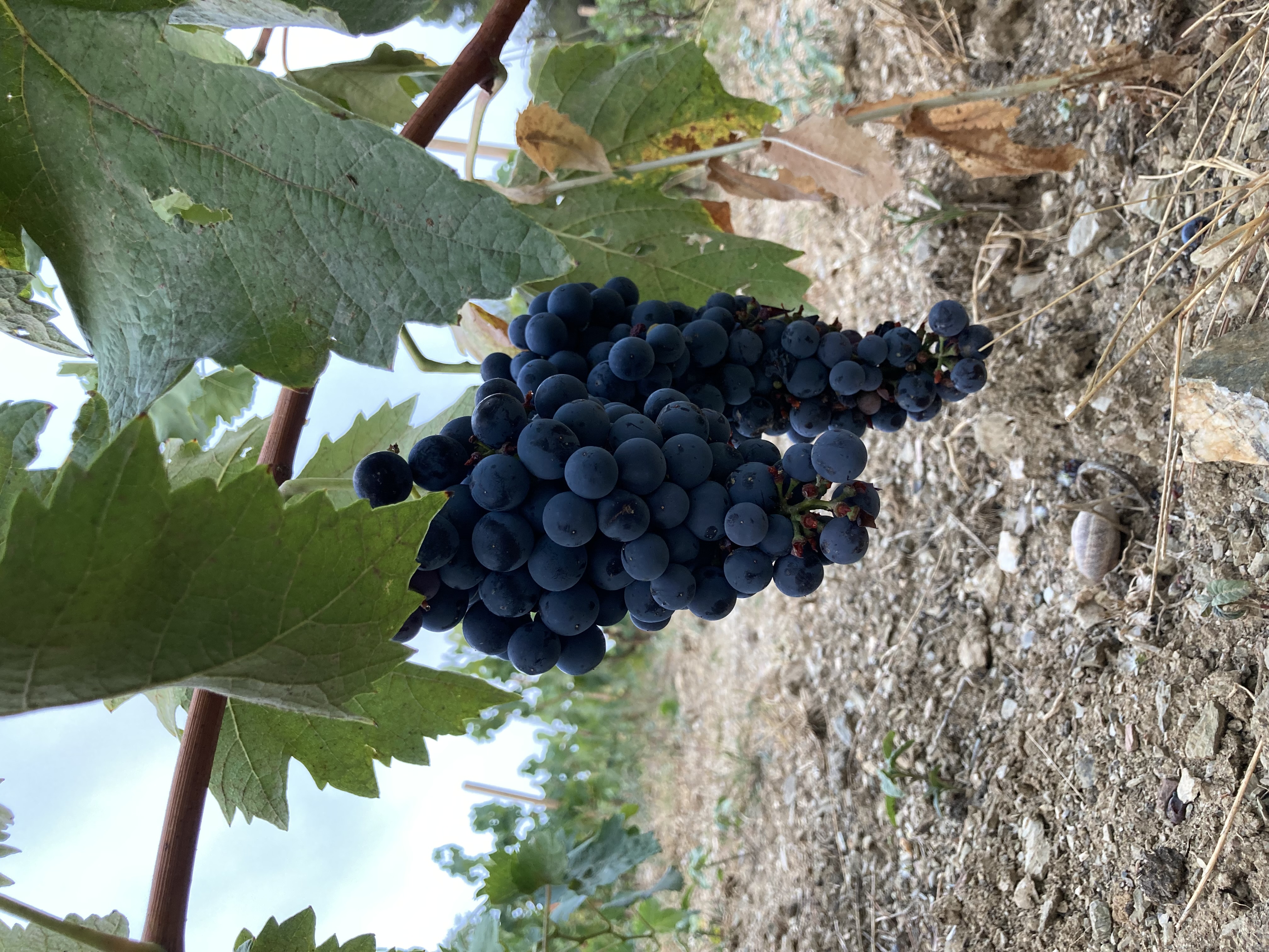 Celler 8