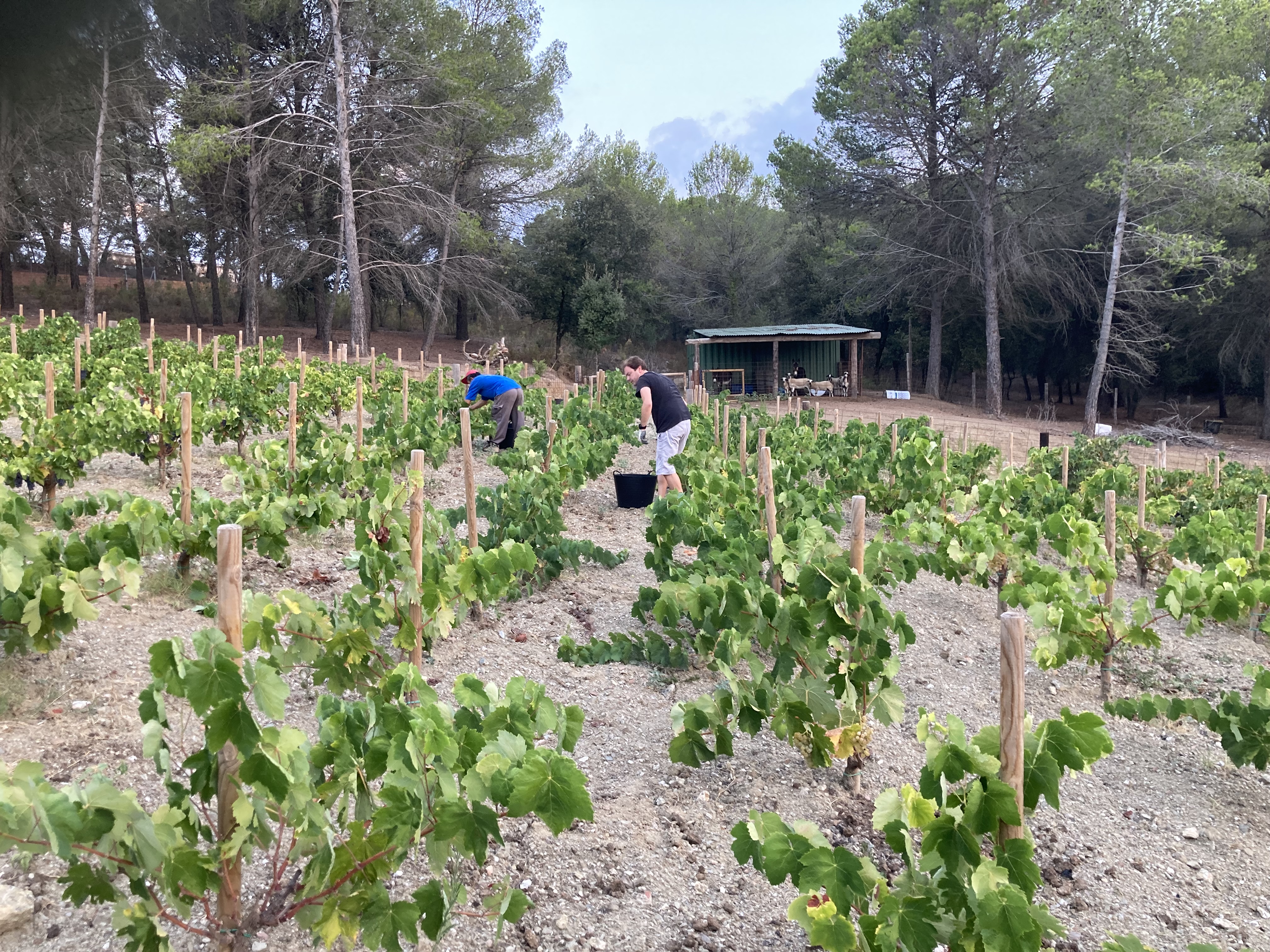 Celler 9